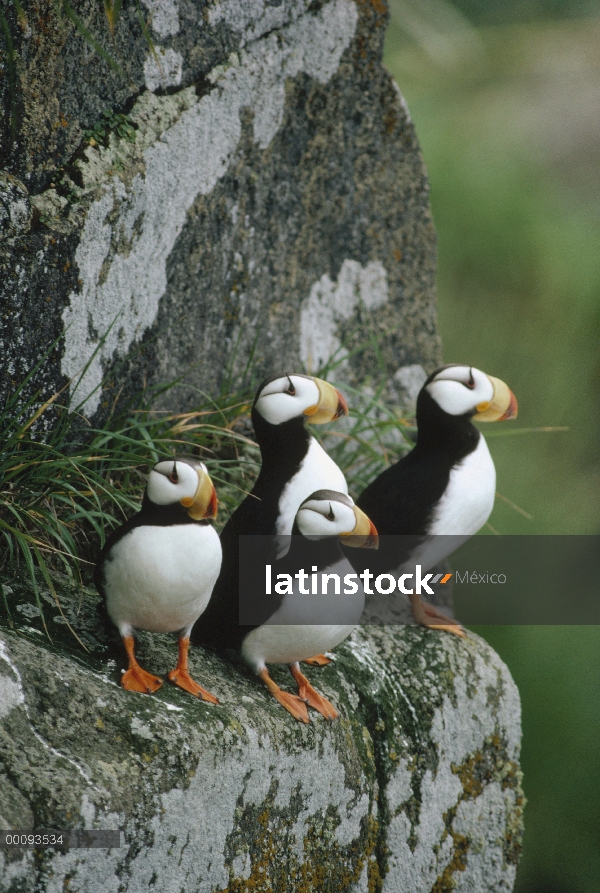 Grupo de frailecillo (Fratercula corniculata) cuernos de acantilado rocoso, Alaska