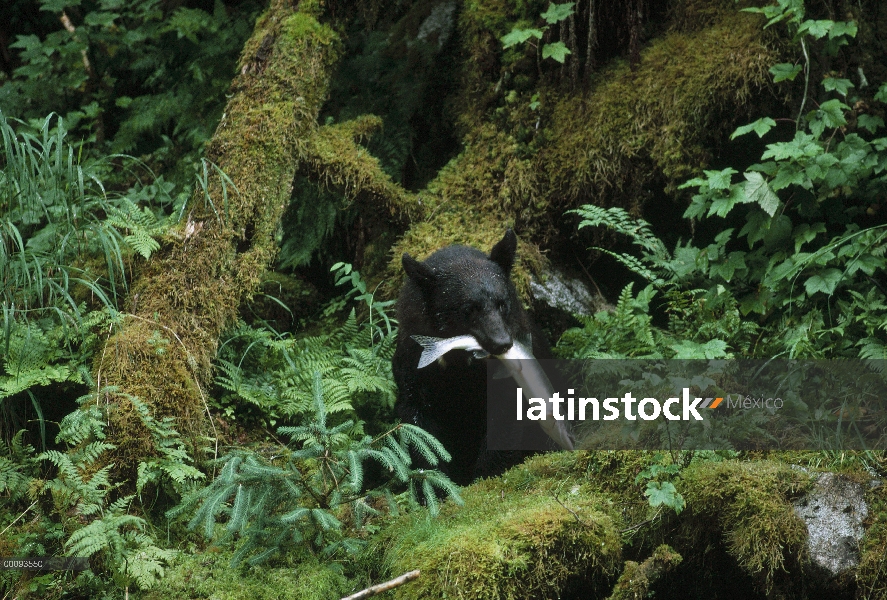 Oso negro (Ursus americanus) con salmón, Alaska