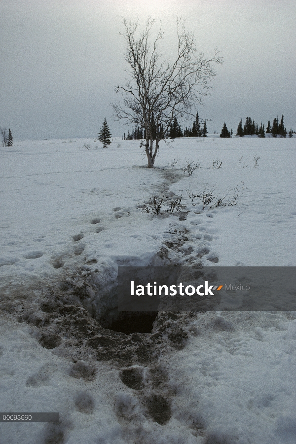 Den de oso negro (Ursus americanus) en el suelo rodeado de huellas en la nieve, América del norte