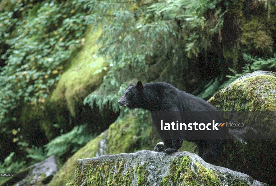 Oso negro (Ursus americanus) en las rocas cubiertas de musgo, Alaska