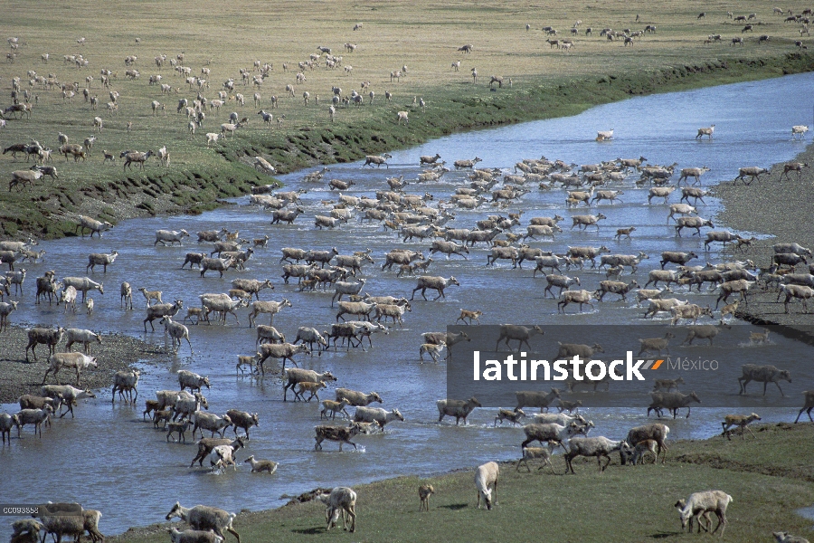 Manada de caribú (Rangifer tarandus), Arctic National Wildlife Refuge, Alaska