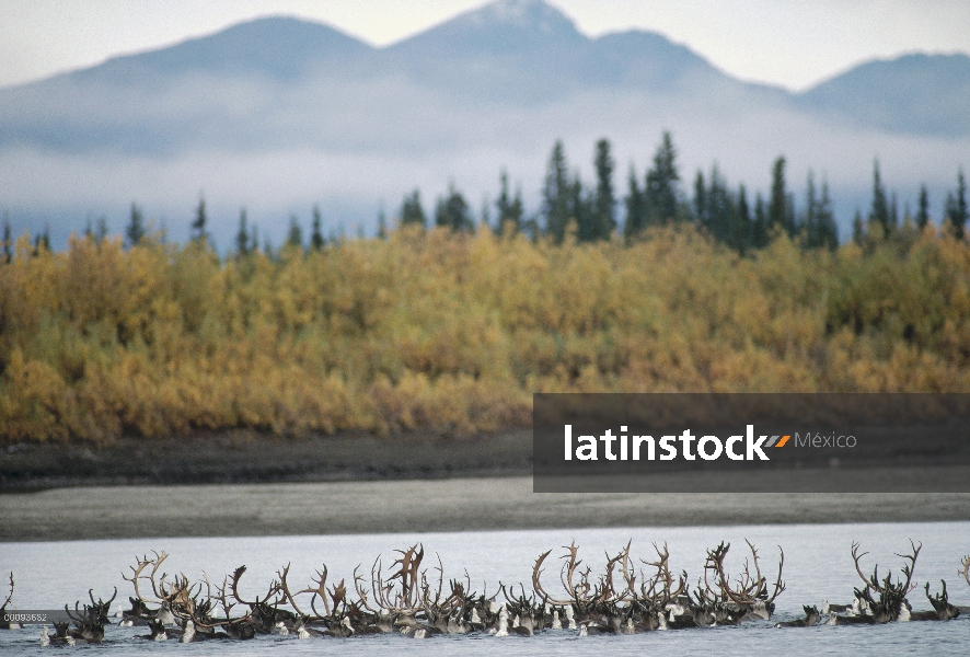 Grupo caribú (Rangifer tarandus) natación durante la migración, río Kobuk, Alaska