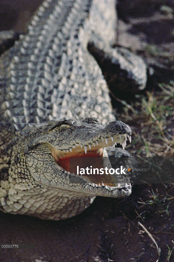 Defensa de boca de cocodrilo del Nilo (Crocodylus niloticus) mostrando, Sudáfrica