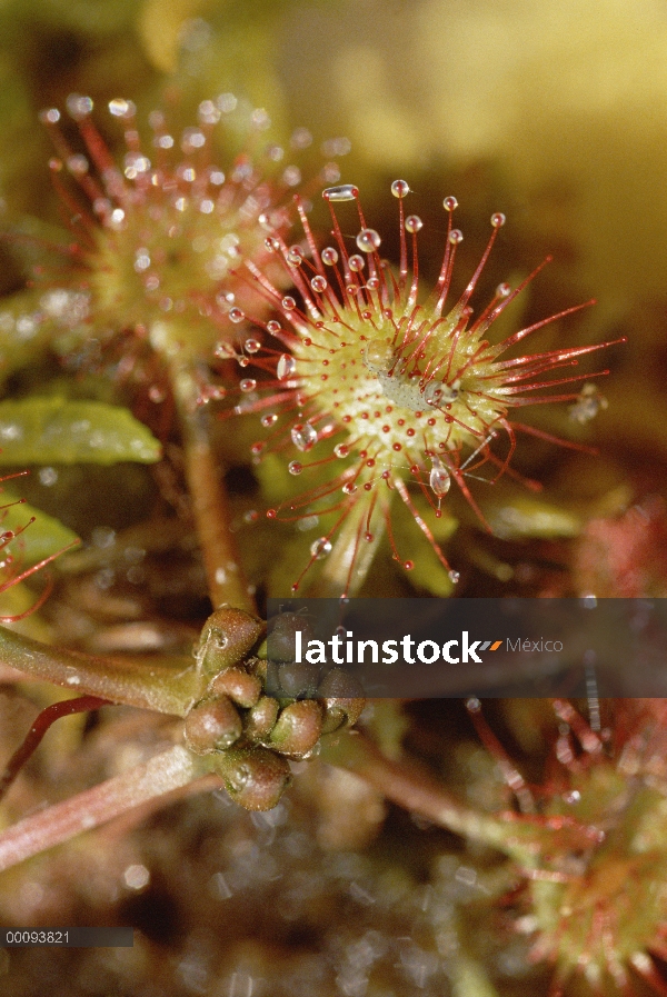 Atrapamoscas (Drosera sp) norte de Minnesota