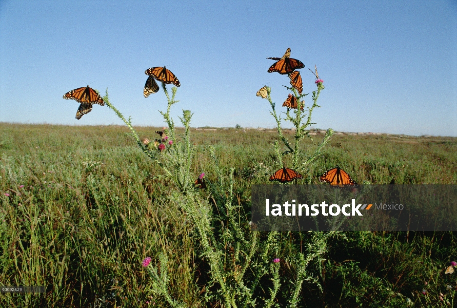 Mariposas monarca (Danaus plexippus) en el cardo en la pradera, Iowa