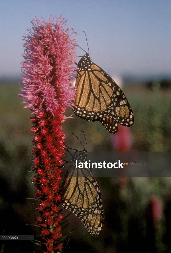 Par de mariposa monarca (Danaus plexippus) en flor de Thickspike Gayfeather (Liatris pycnostachya), 