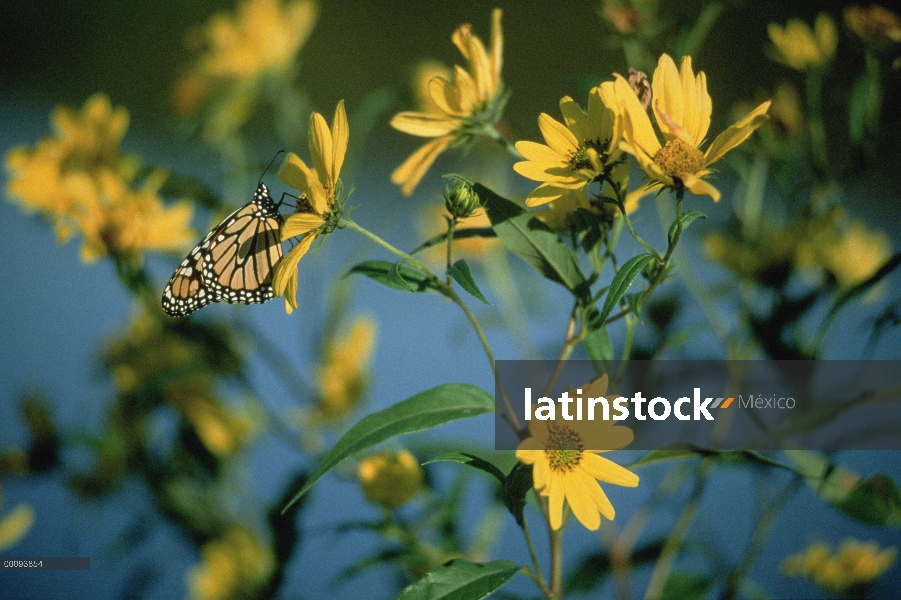 Mariposa monarca (Danaus plexippus) alimentándose de un gigante girasol (Helianthus giganteus), Dako