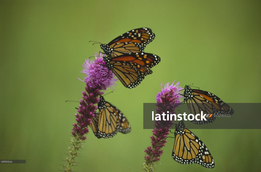 Grupo de mariposa monarca (Danaus plexippus) descansando en las flores de Thickspike Gayfeather (Lia