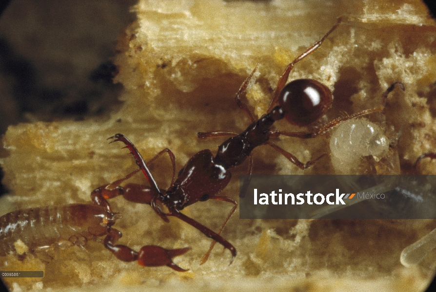 Scorpion seudo eliminación del trabajador del Ant (Acanthognathus teledectus) de Trap-jaw de nido do