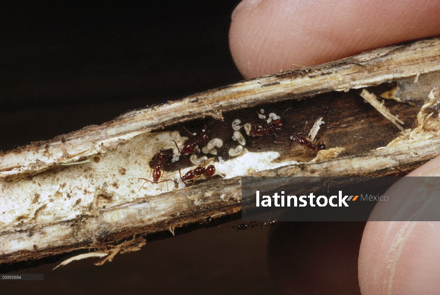 Colonia de hormigas (Acanthognathus sp) Trap-jaw alojado dentro de una sola rama, Costa Rica