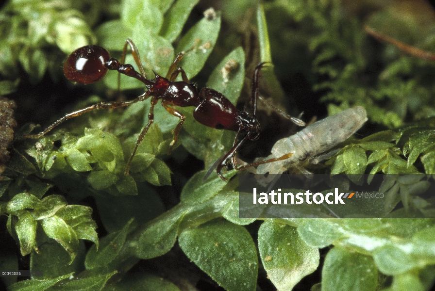 Hormiga de Trap-jaw (teledectus Acanthognathus) acoso sumo