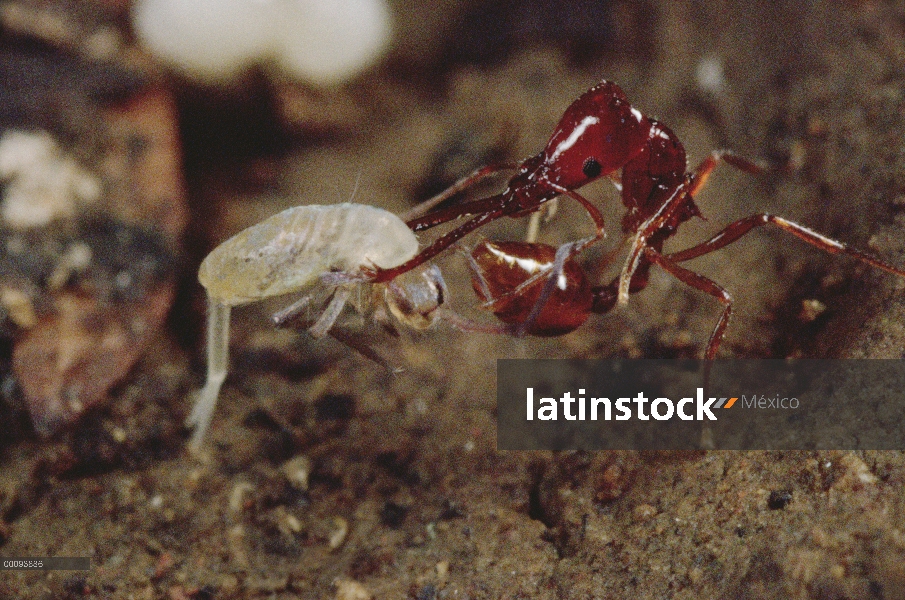 Hormiga de mandíbulas trampa (Acanthognathus teledectus) agarra a sumo en mandíbulas y empujes hacia