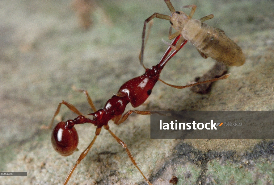 Hormiga de mandíbulas trampa (Acanthognathus teledectus) lleva presa, un sumo ha sorprendido mediant