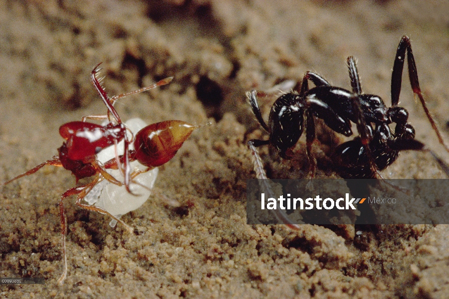 Trabajador de Trap-jaw Ant (teledectus Acanthognathus) defiende a sí misma y la larva que defiende c