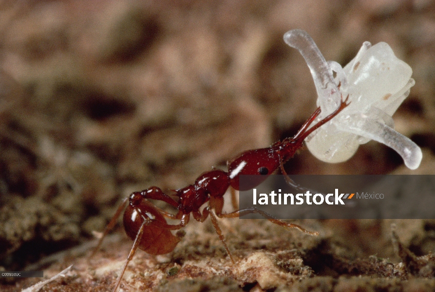 Pupa que lleva de Trap-jaw Ant (Acanthognathus teledectus) trabajador, pupa de translúcido armas se 