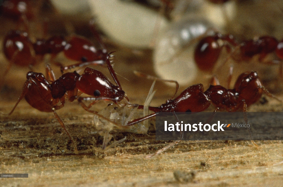 Trap-jaw Ant (Acanthognathus sp) par con dos diferentes pares de mandíbulas, la hormiga derecha tien