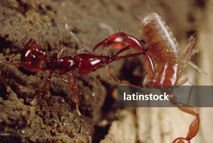 Trabajadores de la hormiga (Acanthognathus teledectus) de Trap-jaw llevándose pseudo Escorpión de ni