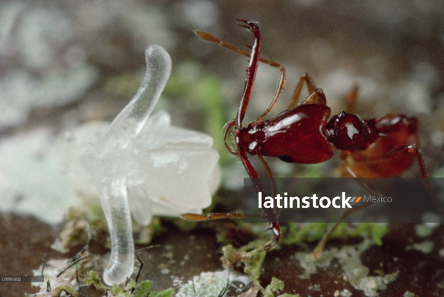 Trabajador de Trap-jaw Ant (Acanthognathus teledectus) acerca a pupa para reubicar nido, brazos tran