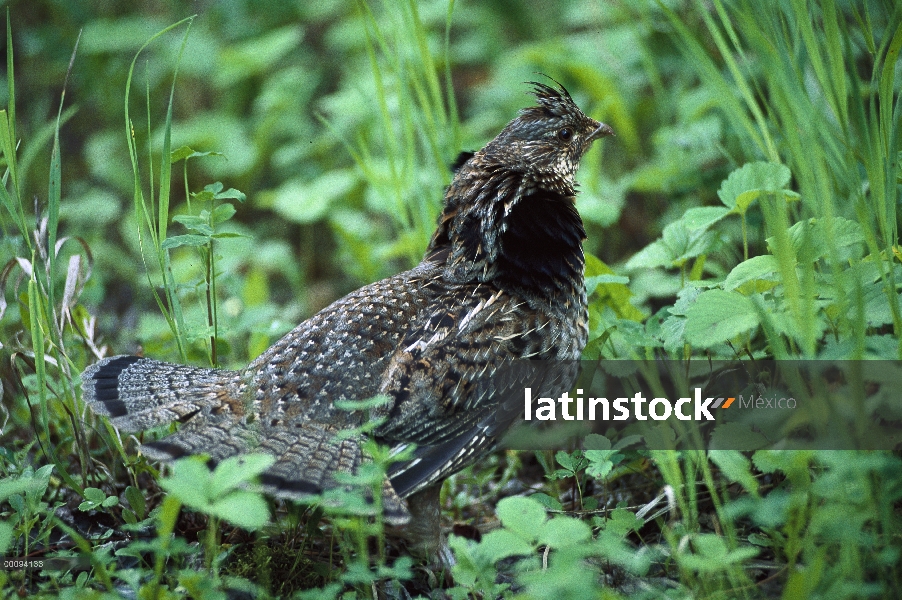 Rufo Grouse (Bonasa umbellus) en undergrwoth, Minnesota