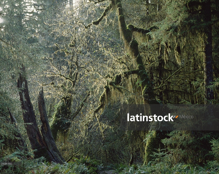 Interior de bosque templado lluvioso, Parque Nacional Olympic, Washington