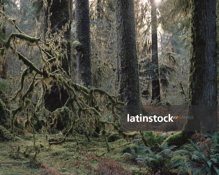 Interior de bosque templado lluvioso, Parque Nacional Olympic, Washington