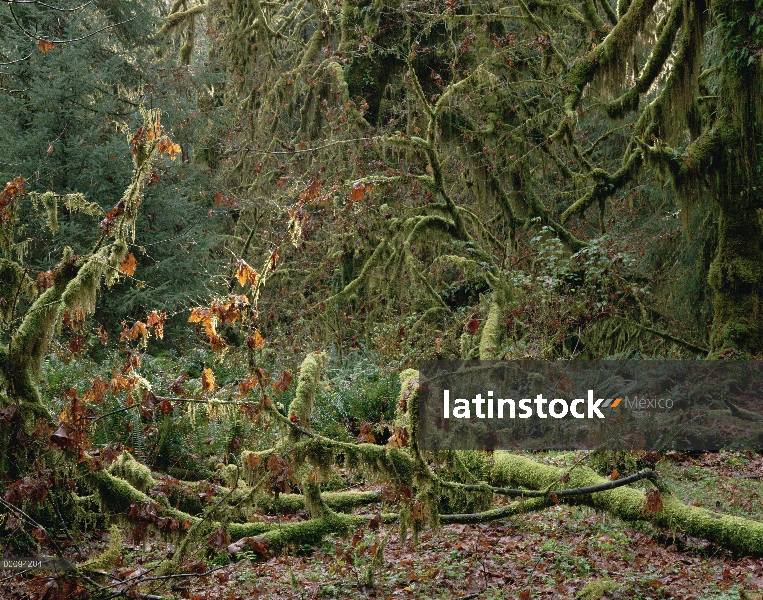 Interior de bosque templado lluvioso, Parque Nacional Olympic, Washington