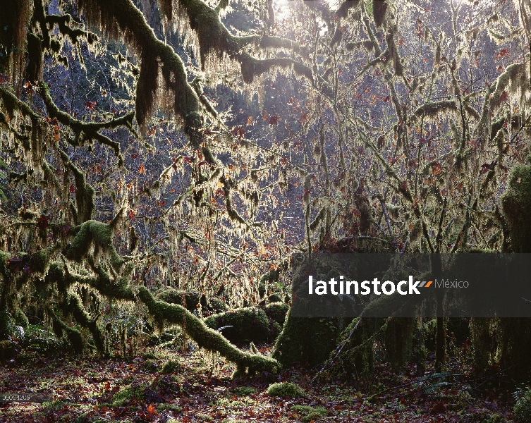 Interior de bosque templado lluvioso, Parque Nacional Olympic, Washington