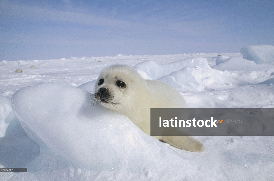 Arpa de Seal (Phoca groenlandicus) pup, Golfo de San Lorenzo, Canadá