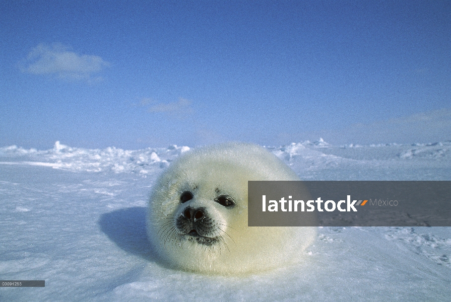 Sello de arpa (Phoca groenlandicus) pup en el hielo, Golfo de San Lorenzo, Canadá