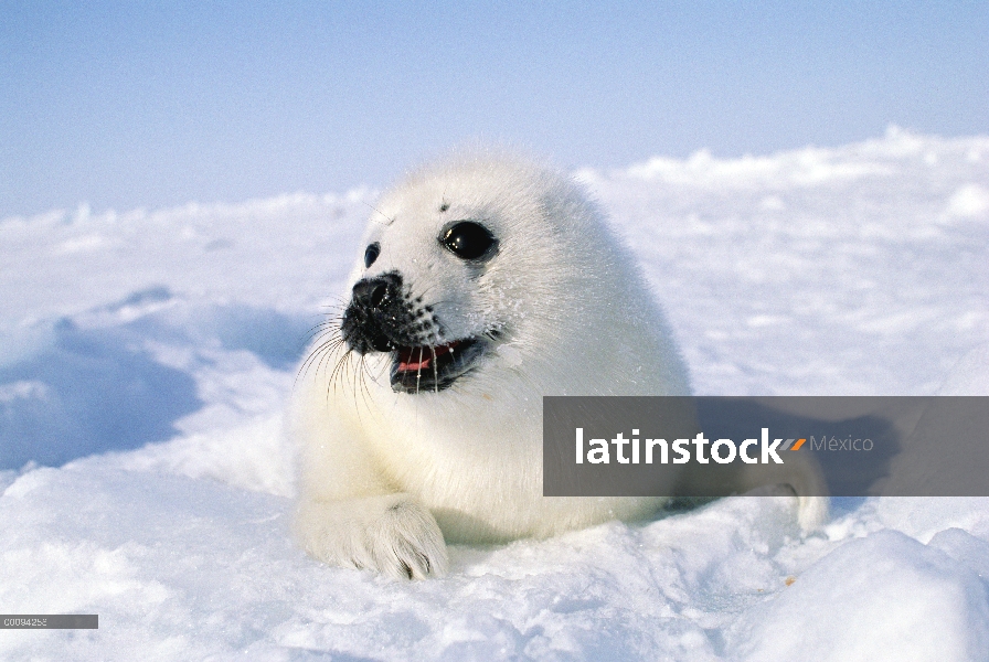 Arpa de Seal (Phoca groenlandicus) pup, Golfo de San Lorenzo, Canadá