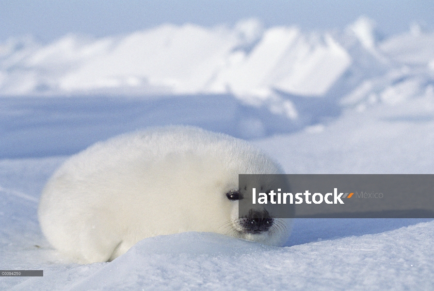 Arpa de Seal (Phoca groenlandicus) pup, Golfo de San Lorenzo, Canadá