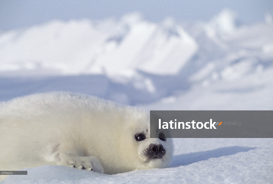 Arpa de Seal (Phoca groenlandicus) pup, Golfo de San Lorenzo, Canadá