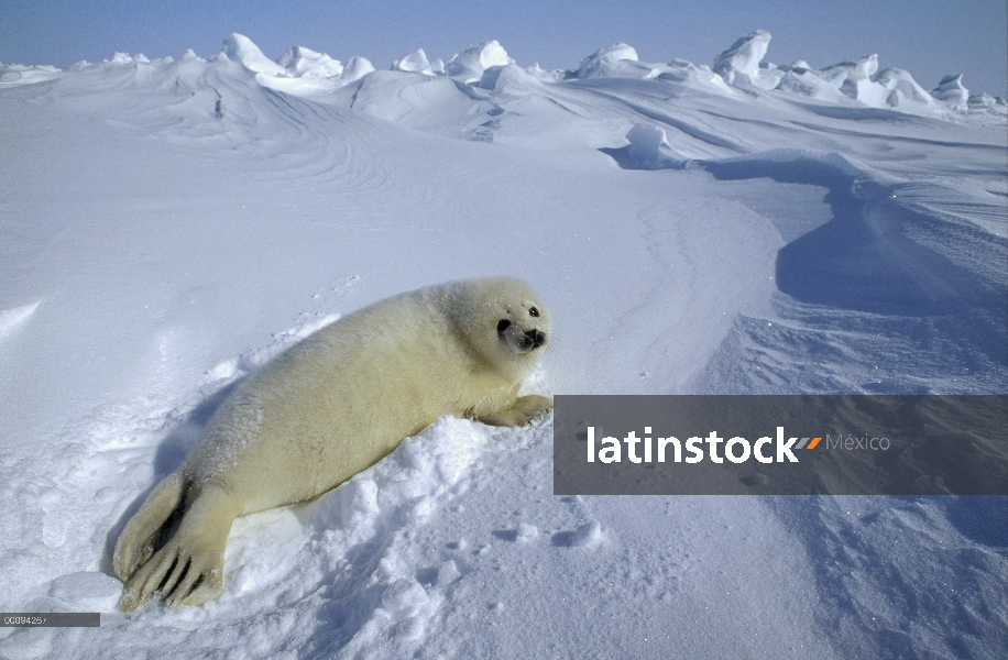 Arpa de Seal (Phoca groenlandicus) pup, Golfo de San Lorenzo, Canadá