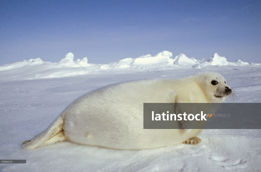 Arpa de Seal (Phoca groenlandicus) pup, Golfo de San Lorenzo, Canadá