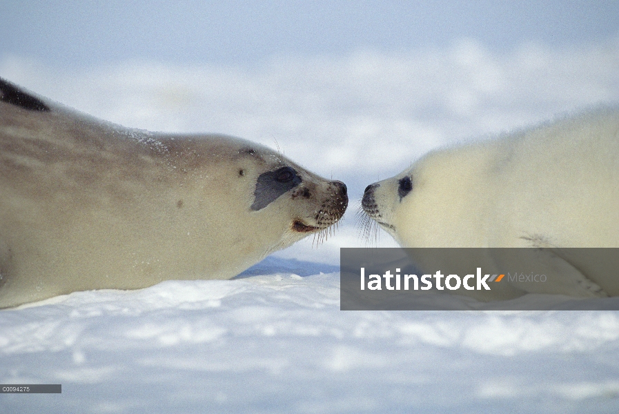 Sello de arpa (Phoca groenlandicus) madre y cachorro, Golfo de San Lorenzo, Canadá