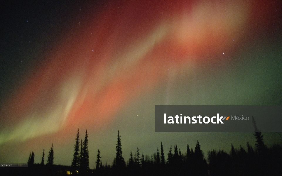 Aurora Boreal, las luces del norte, sobre bosque, Alaska