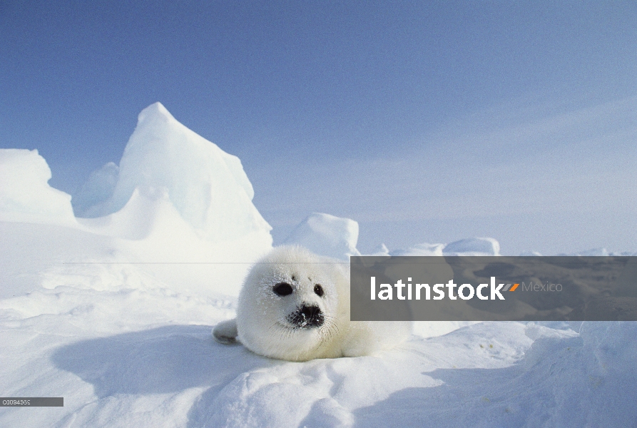 Arpa de Seal (Phoca groenlandicus) pup, Golfo de San Lorenzo, Canadá