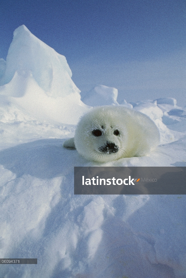 Arpa de Seal (Phoca groenlandicus) pup, Golfo de San Lorenzo, Canadá