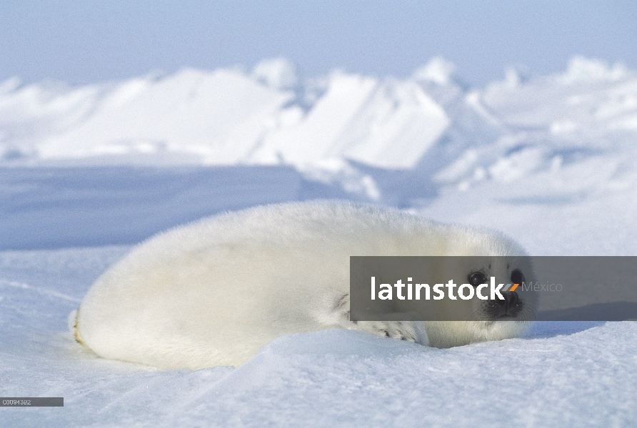 Arpa de Seal (Phoca groenlandicus) pup, Golfo de San Lorenzo, Canadá