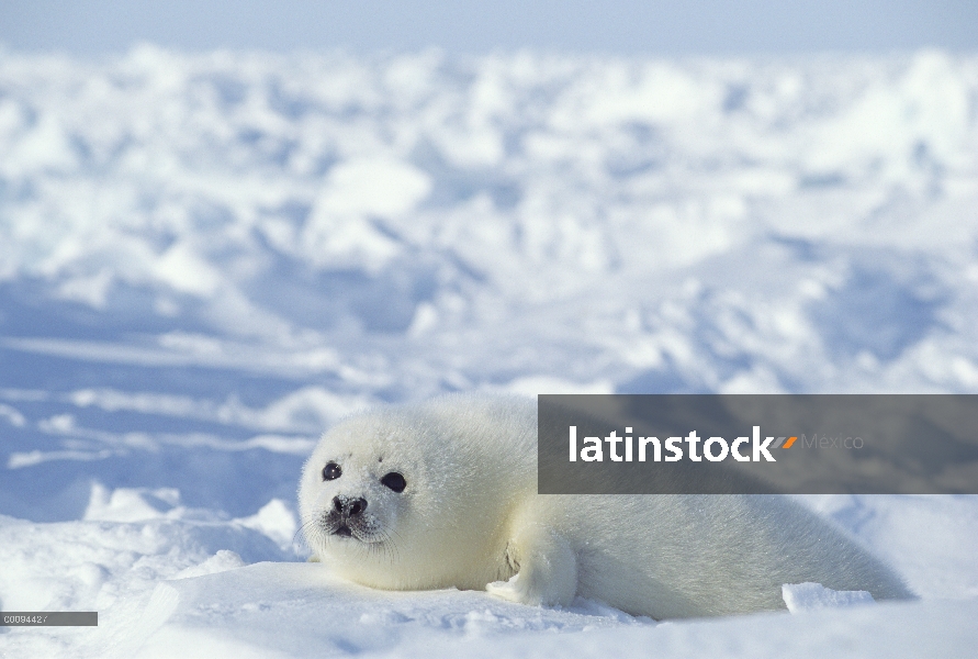 Arpa de Seal (Phoca groenlandicus) pup, Golfo de San Lorenzo, Canadá