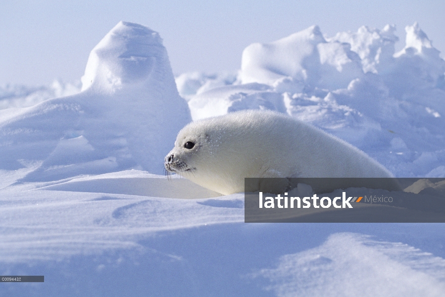 Arpa de Seal (Phoca groenlandicus) pup, Golfo de San Lorenzo, Canadá