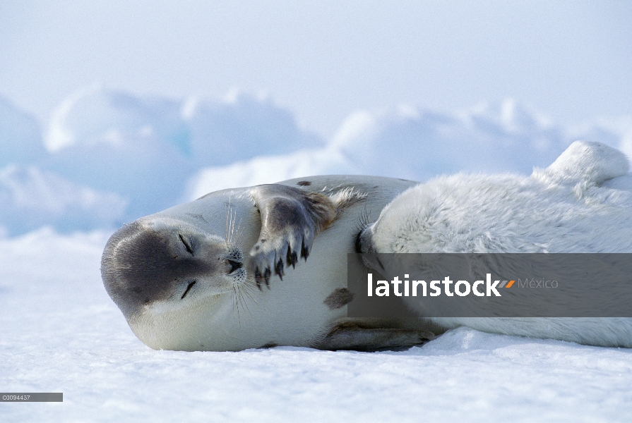 Sello de arpa (Phoca groenlandicus) madre enfermería pup, Golfo de San Lorenzo, Canadá