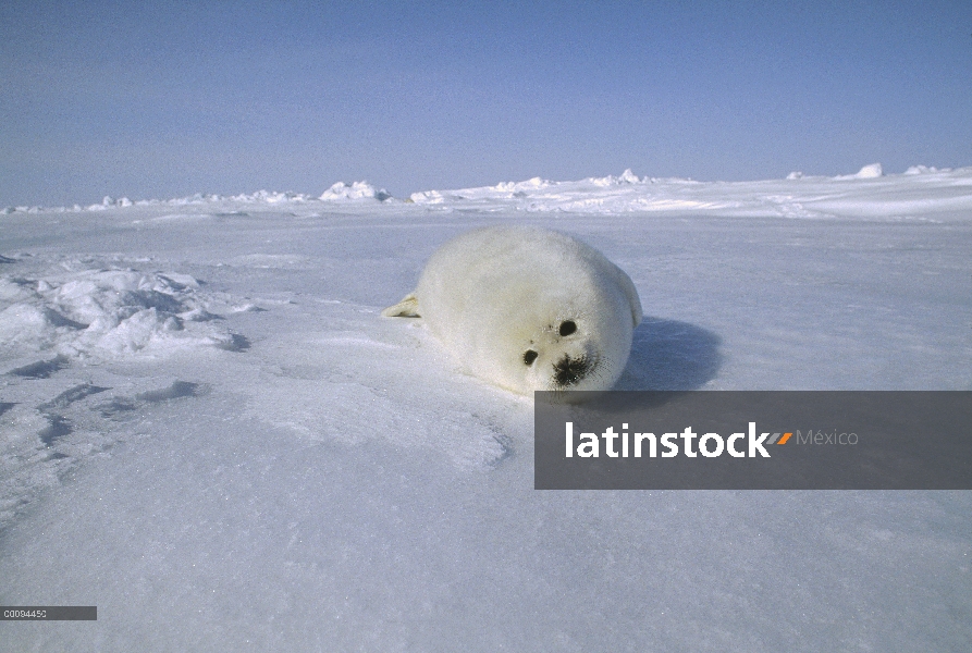 Arpa de Seal (Phoca groenlandicus) pup, Golfo de San Lorenzo, Canadá