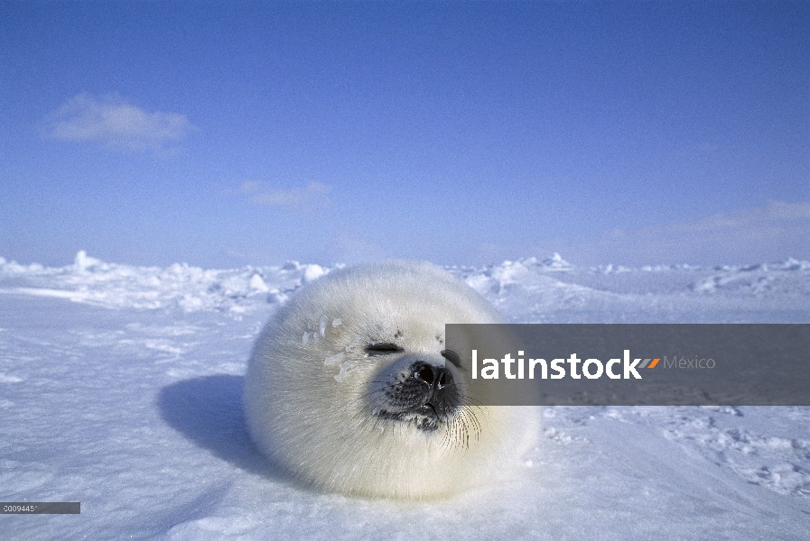 Arpa de Seal (Phoca groenlandicus) pup, Golfo de San Lorenzo, Canadá