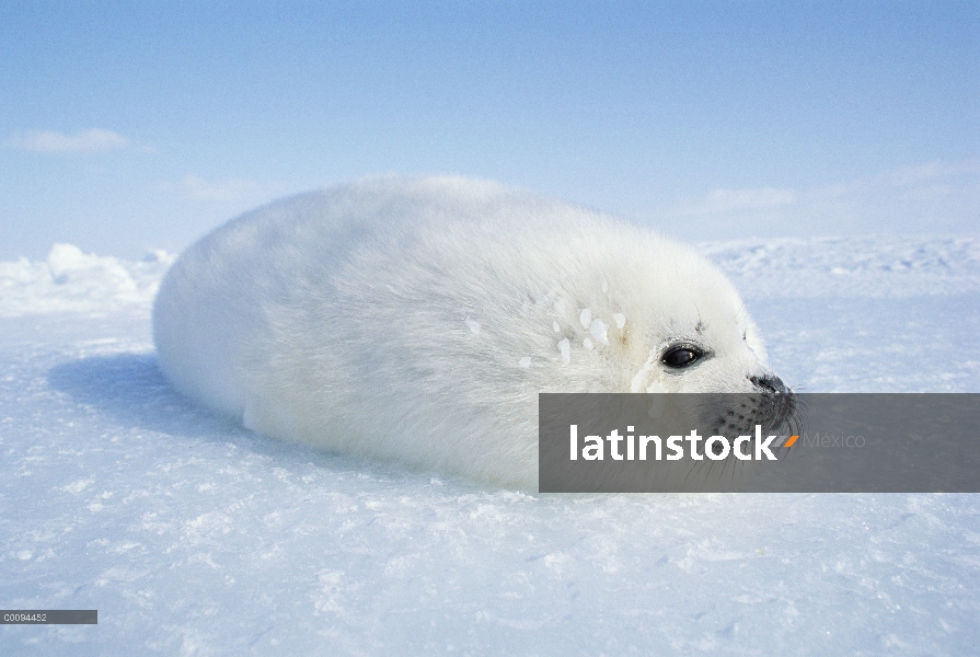 Arpa de Seal (Phoca groenlandicus) pup, Golfo de San Lorenzo, Canadá