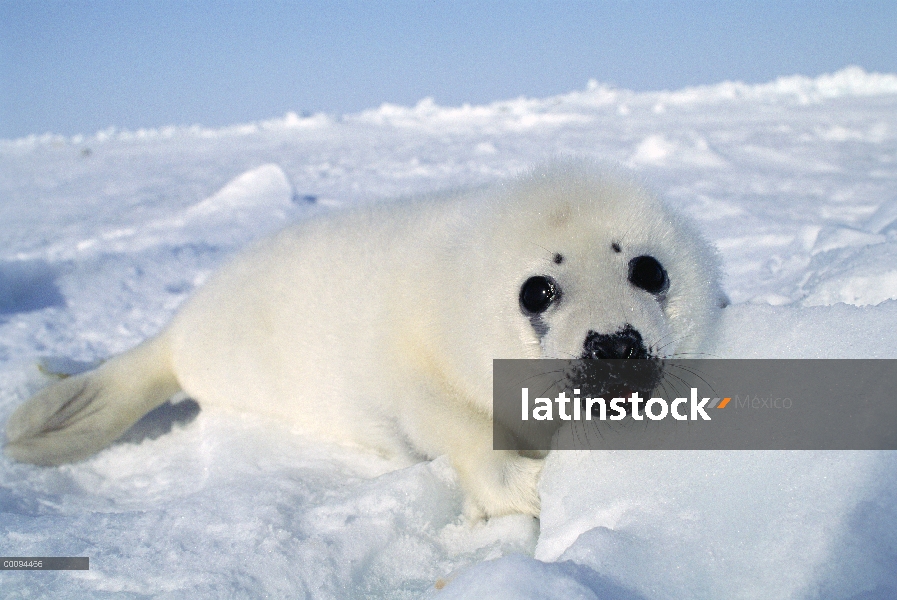 Arpa de Seal (Phoca groenlandicus) pup, Golfo de San Lorenzo, Canadá