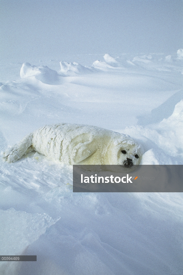 Sello de arpa (Phoca groenlandicus) pup en hielo, Golfo de San Lorenzo, Canadá