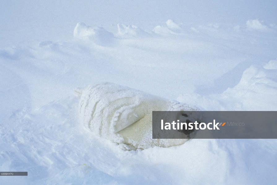 Sello de arpa (Phoca groenlandicus) cachorro descansando en la nieve, Golfo de San Lorenzo, Canadá