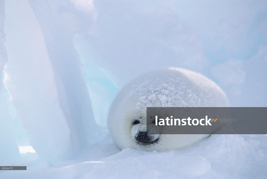 Arpa de Seal (Phoca groenlandicus) pup, Golfo de San Lorenzo, Canadá