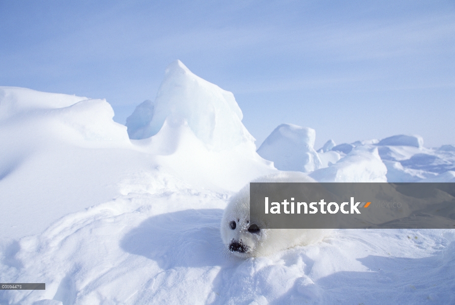 Arpa de Seal (Phoca groenlandicus) pup, Golfo de San Lorenzo, Canadá